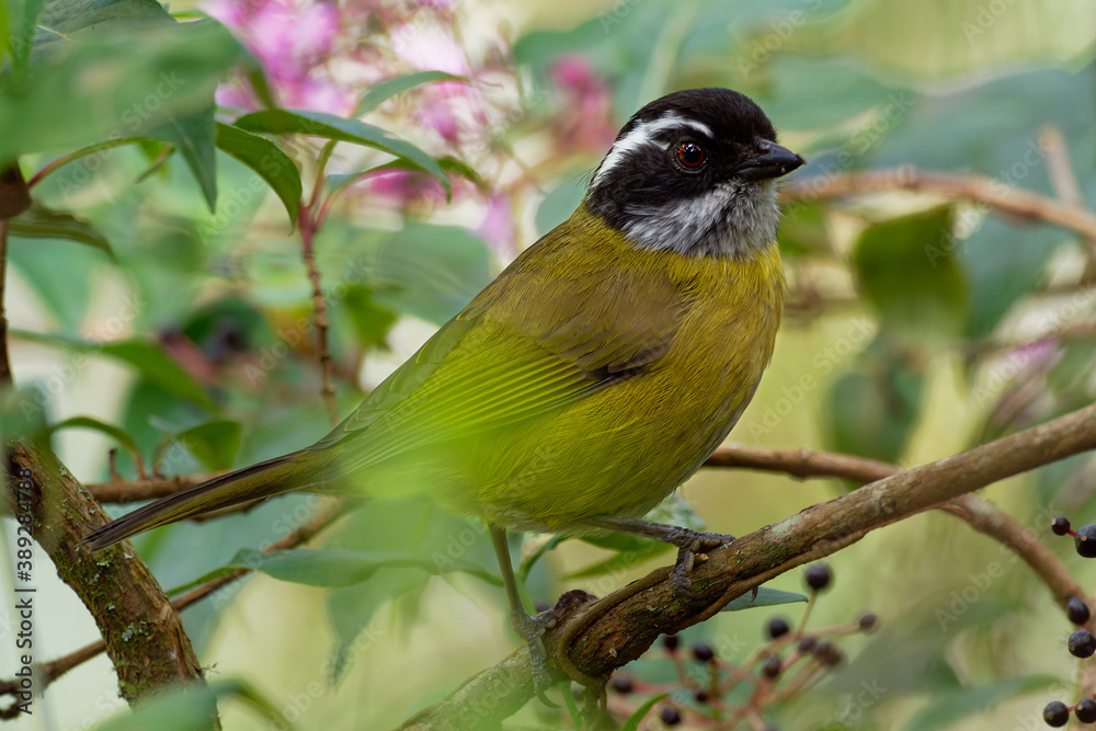 Fototapeta premium Sooty-capped Bush-tanager - Chlorospingus pileatus small passerine bird placed in Thraupidae, but closer to Arremonops, endemic resident breeder in Costa Rica and Panama