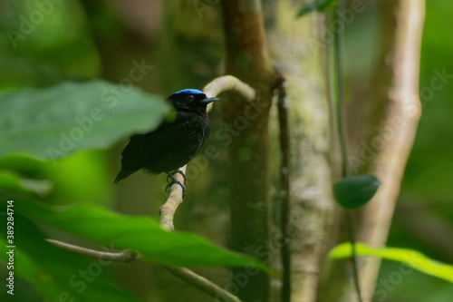 Blue-crowned manakin - Lepidothrix coronata bird in the Pipridae family. The males have a brilliant blue cap, found in Bolivia, Brazil, Colombia, Costa Rica, Ecuador, Panama, Peru, Venezuela photo