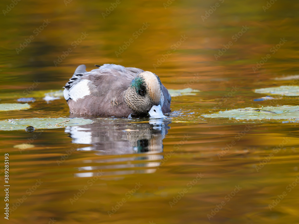 Male American Wigeon Foraging n Yellow Green Water n Fall Male American Wigeon Foraging n Yellow Green Water n Fall