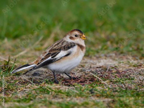 Snow Bunting Standing on Green Grass in Fall