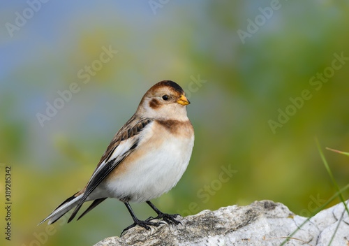 Snow Bunting Standing on Rock in Fall © FotoRequest