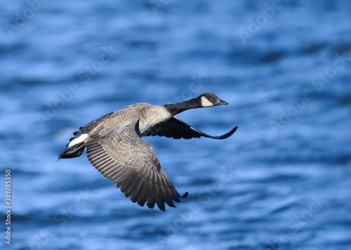Canada Goose in Flight over River
