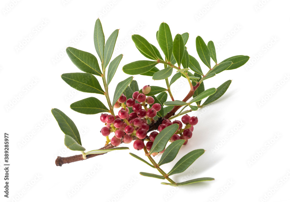 Obraz premium Mastic Tree