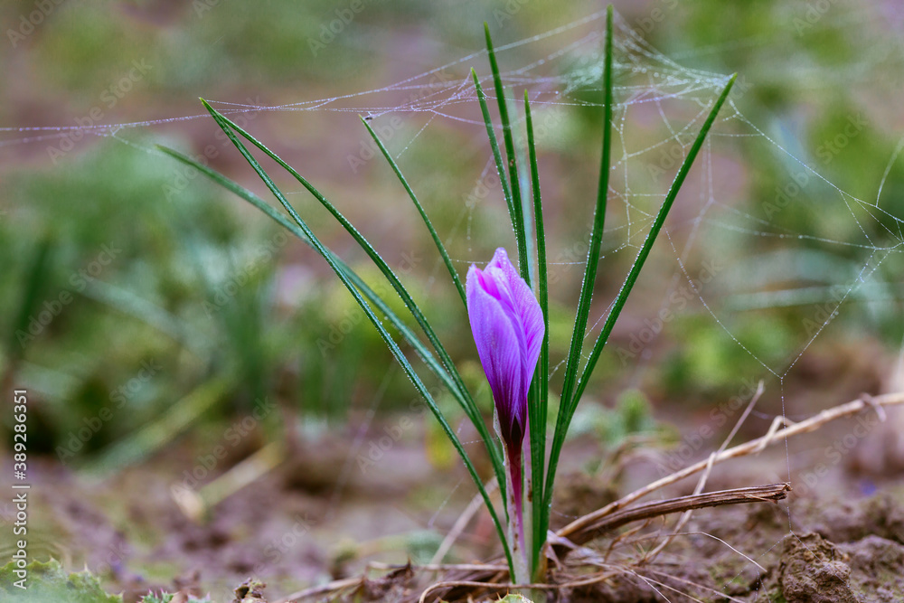 Harvest of saffron flowers at harvest time Harvest of saffron flowers at harvest time