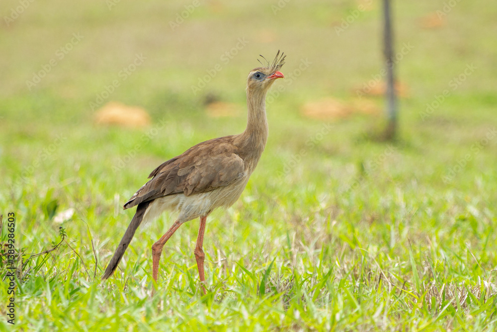 Fototapeta premium Seriema (Cariama cristata)
