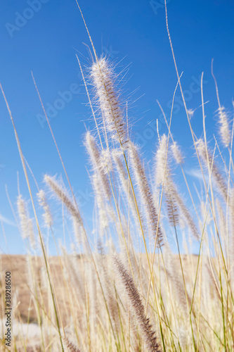 Dry grass spike in a golden field with a blue sky in the background