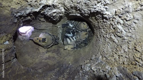 Innenaufnahmen Nisthöhle Wiedehöpfe