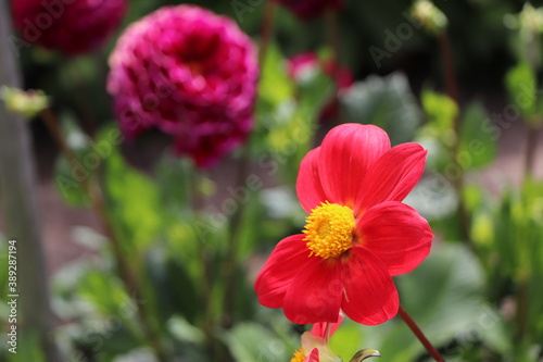 red and yellow flowers