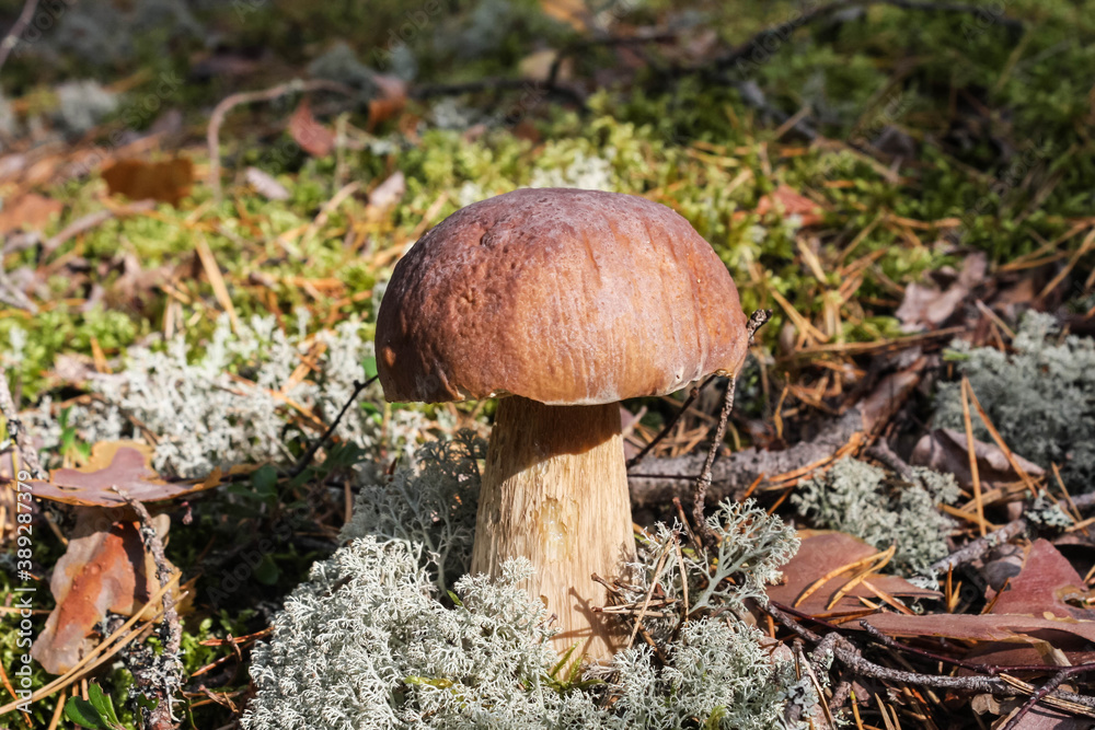 White mushroom boletus in the autumn sunny forest White mushroom boletus in the autumn sunny forest