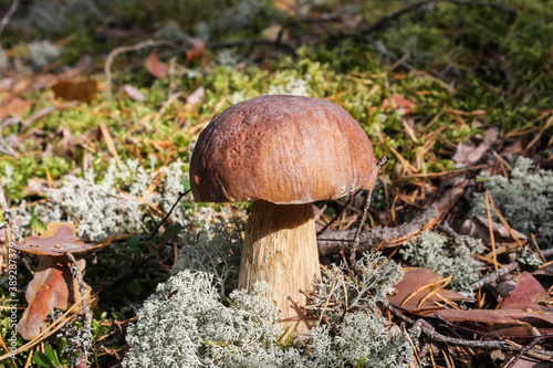 White mushroom boletus in the autumn sunny forest