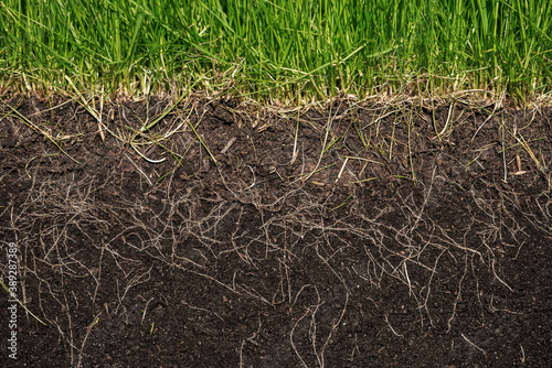 Obraz na plátně grass with roots and soil