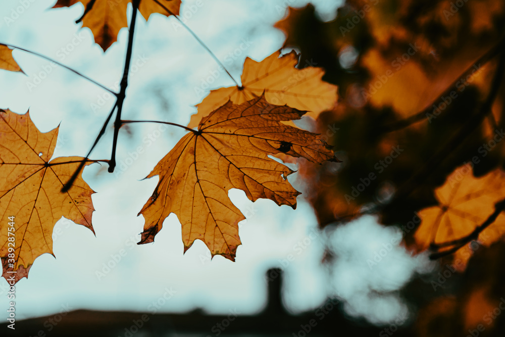 Fototapeta premium autumn maple leaves