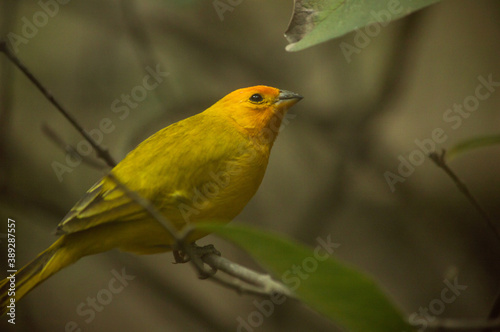 Bello pájaro amarillo