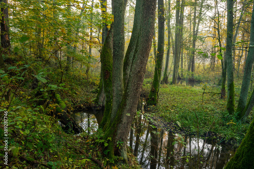 Fototapeta Naklejka Na Ścianę i Meble -  świt w lesie  jesienne drzewa mgła i światło