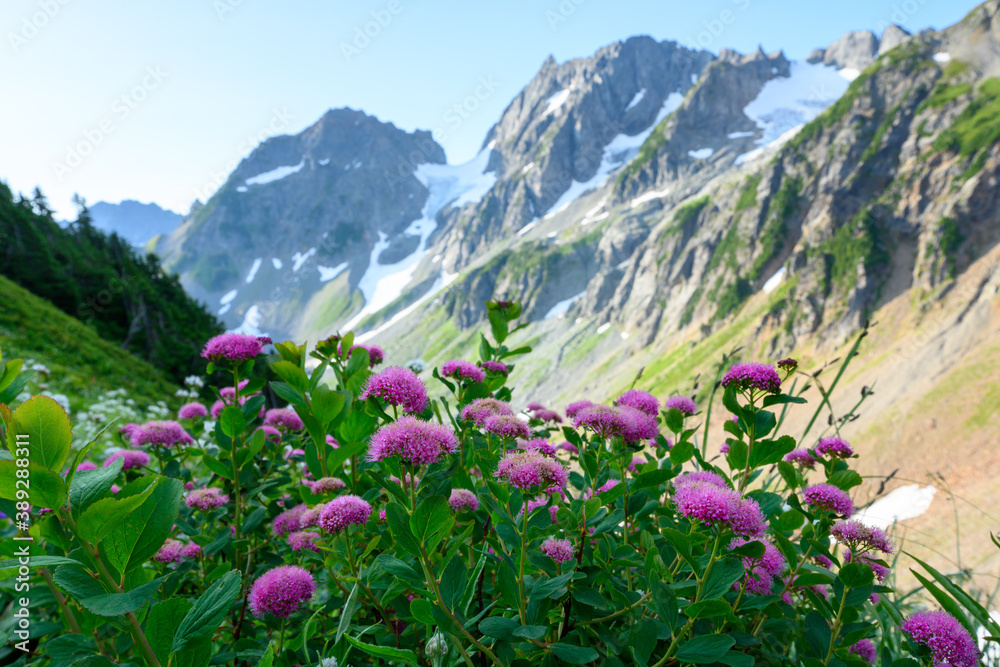 Rose Meadow Sweet Bloom In Cascade Mountains
