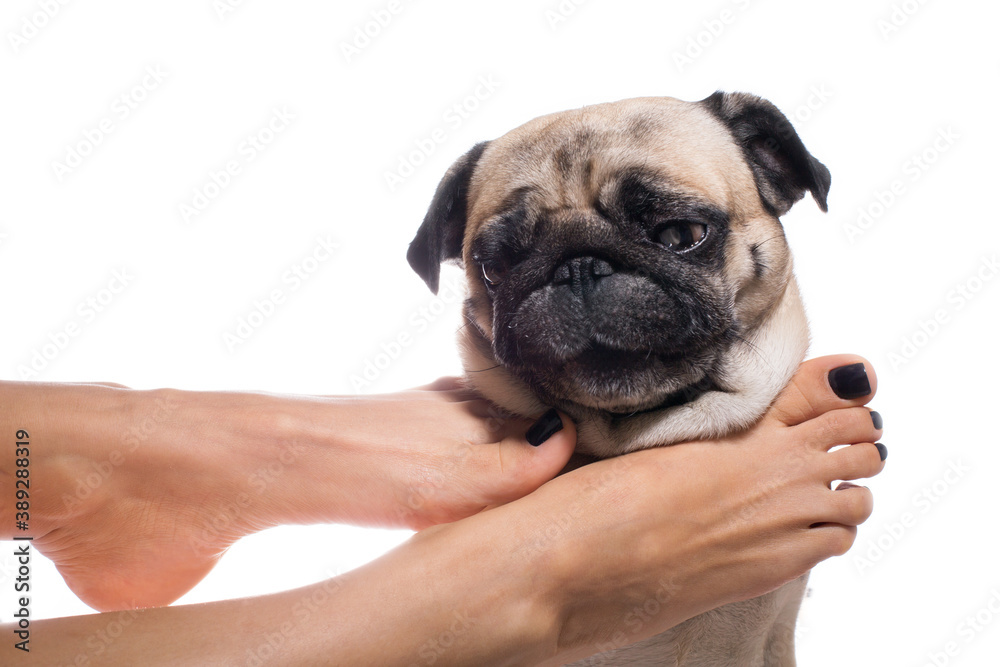 Female ankles with black pedicure does massage pug dog. The concept of the beauty and health of your feet