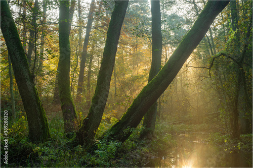 Fototapeta światło w jesiennym lesie