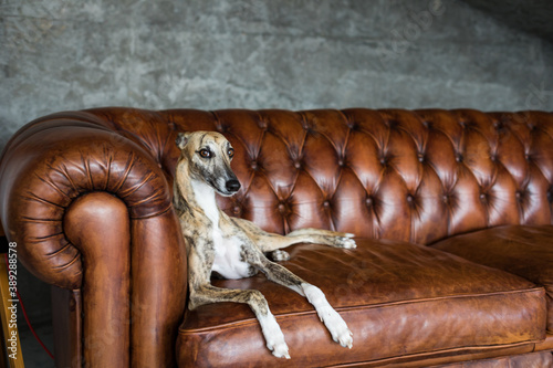 Portrait of greyhound pet dog in beautiful Royal interior.