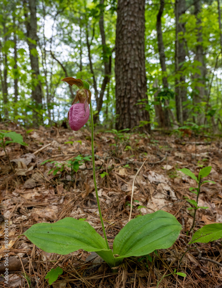 Pink Lady's Slipper Blooms In Forest