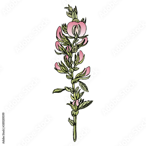 Ononis Hircina flower branch. Wildflower with pink flowers. Hand drawn sketch.
