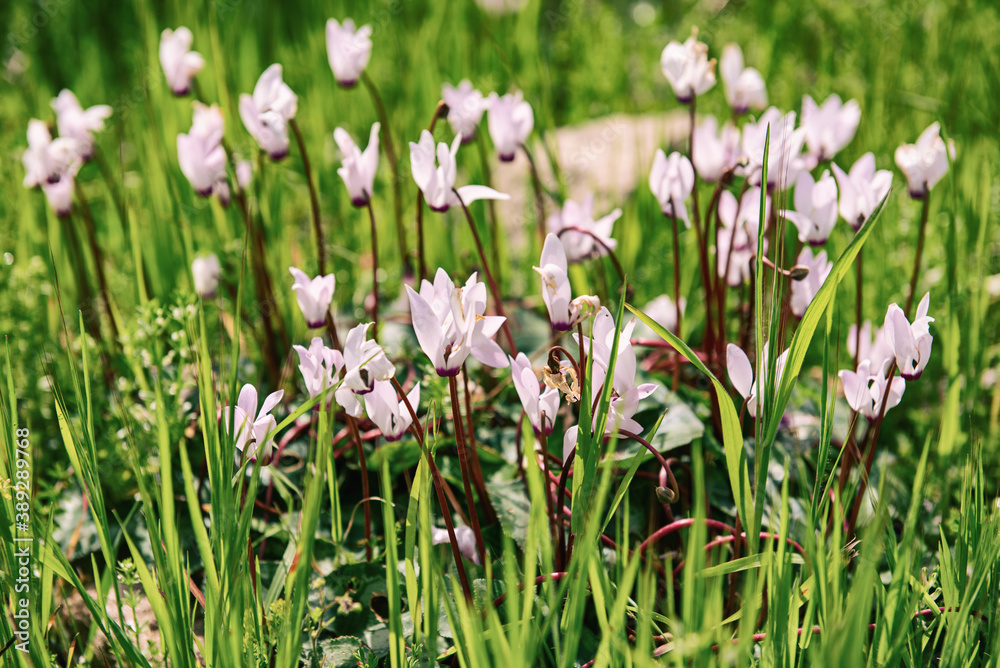 Wild cyclamens flowers Wild cyclamens flowers