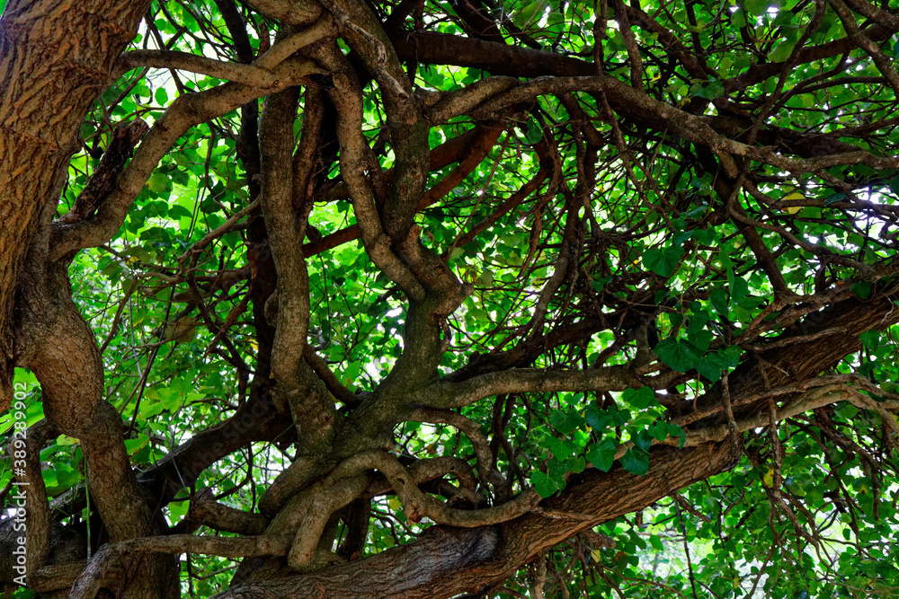 view on intertwined branches trees with green leaves view on intertwined branches trees with green leaves