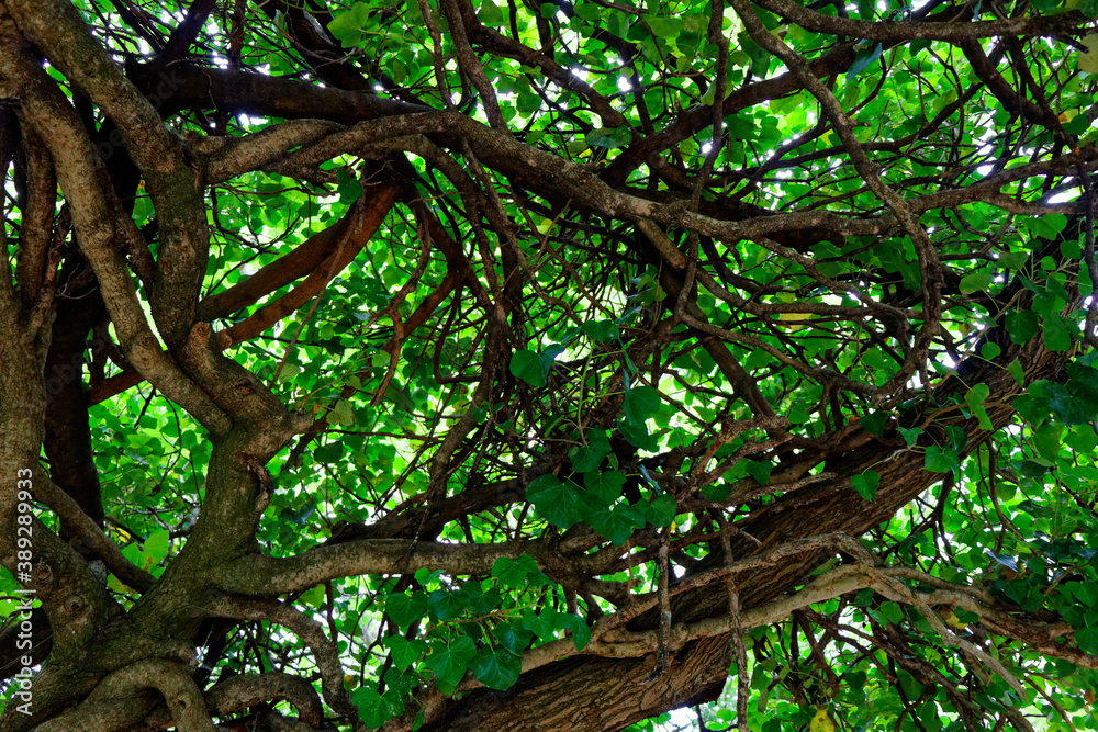 view on intertwined branches trees with green leaves view on intertwined branches trees with green leaves
