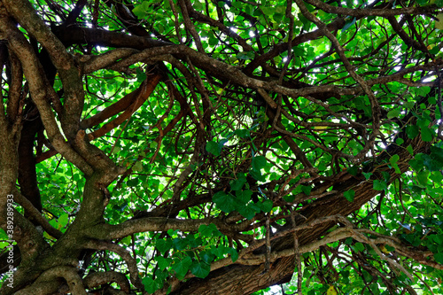 view on intertwined branches trees with green leaves