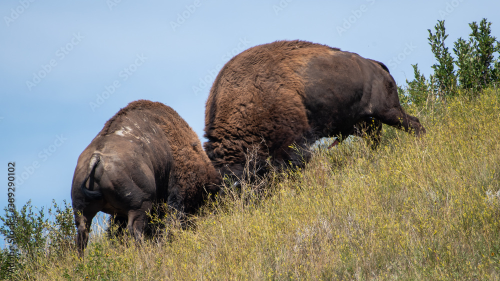 Bison Bulls Fight Bison Bulls Fight