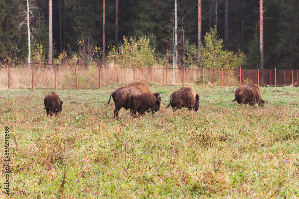 family of bison in the wild adults and children pinching grass family of bison in the wild adults and children pinching grass