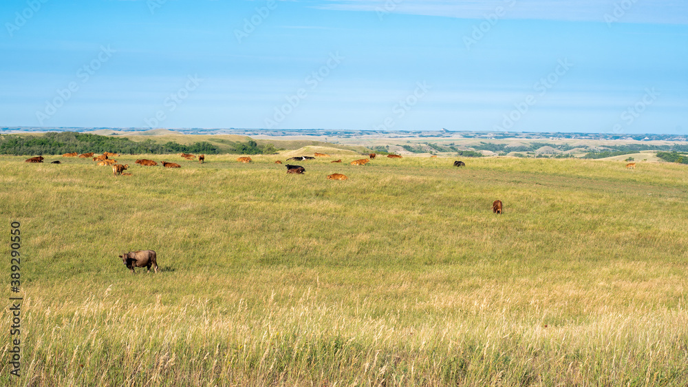 Cattle Grazing