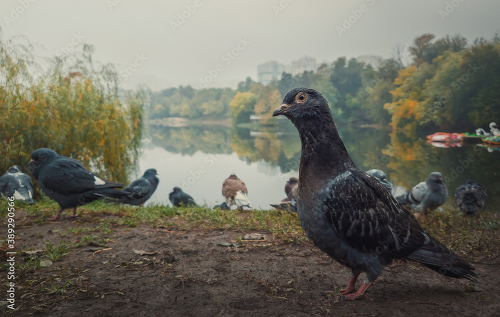 Fototapeta premium Close up portrait of a single pigeon on the ground in the autumn park. Curious bird looking attentive to camera, posing full body length. Wild dove among a flock stand together in search of food.