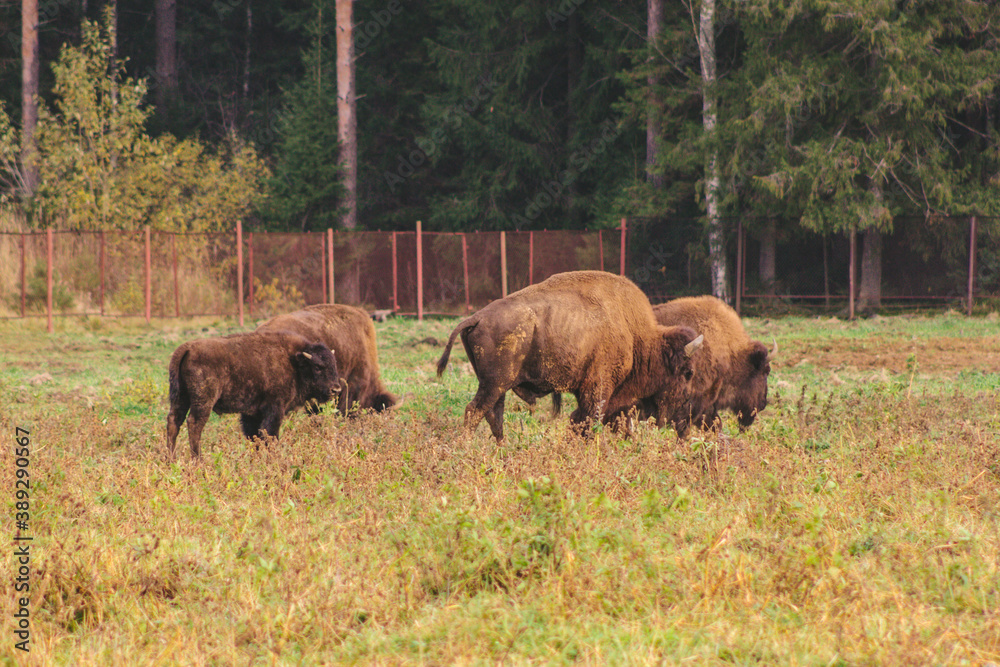 family of bison in the wild adults and children pinching grass