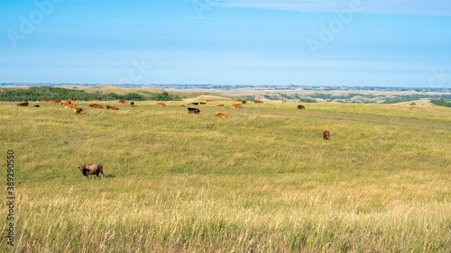 Cattle Grazing © Randy Runtsch