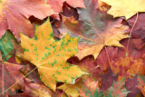 Colorful and bright - green, yellow, orange and red - autumn leaves background. Nature, fall season concept. Foliage. Outdoor. Copy space, flat lay, top view.