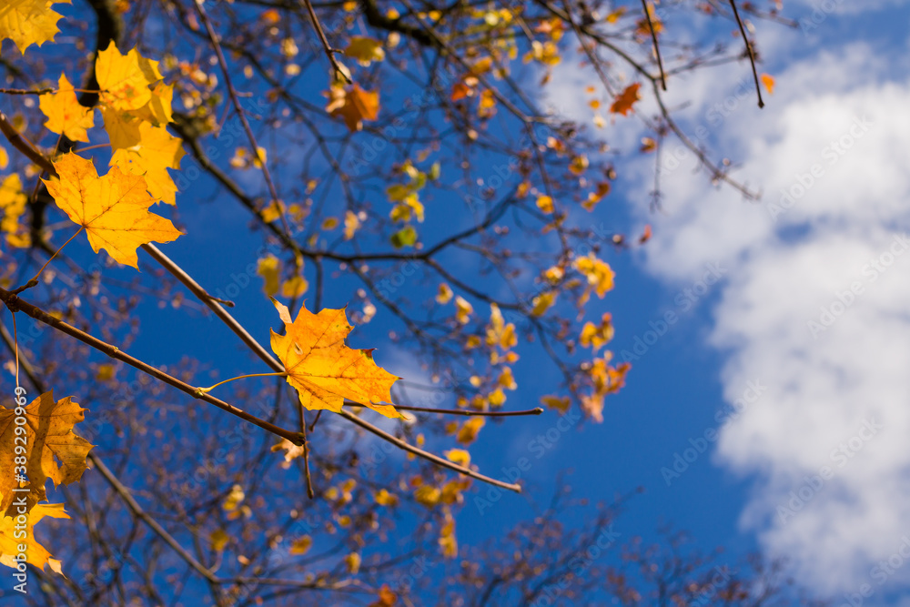 Autumn leaves and trees
