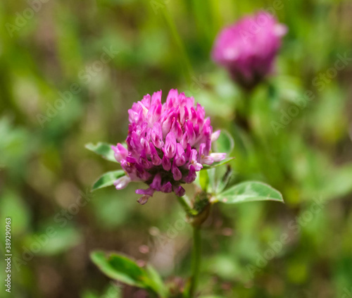 Dark pink flower. Red clover or Trifolium pratense inflorescence  close up.