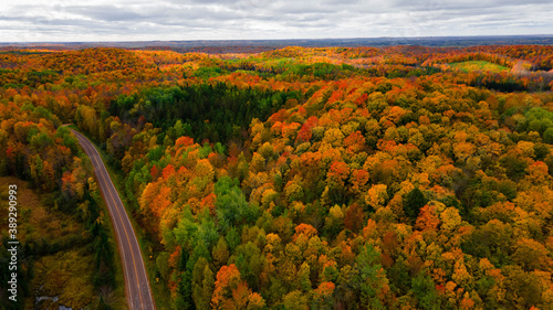 Back Country Road in Fall Forest