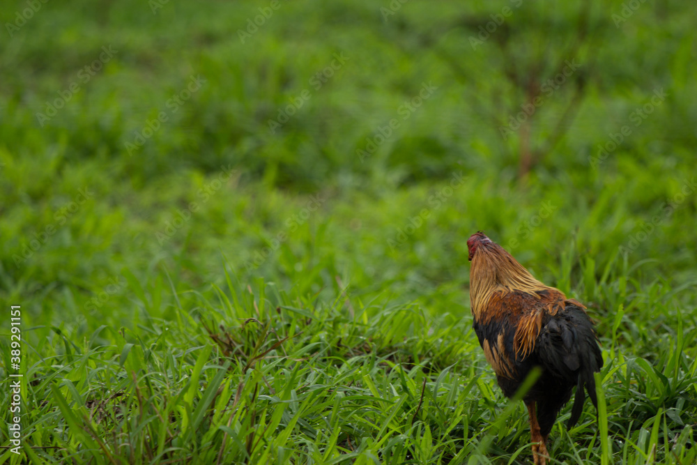 Fototapeta premium rooster, galo, chicken