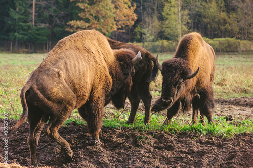 Fight bison in the wild powerful horn attack mating dirty grass