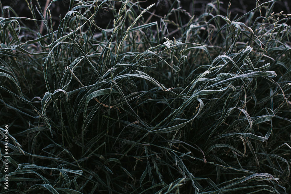 photo of frozen grass. Selective focus. Freezing. Autumn photo of grass covered with hoarfrost. 