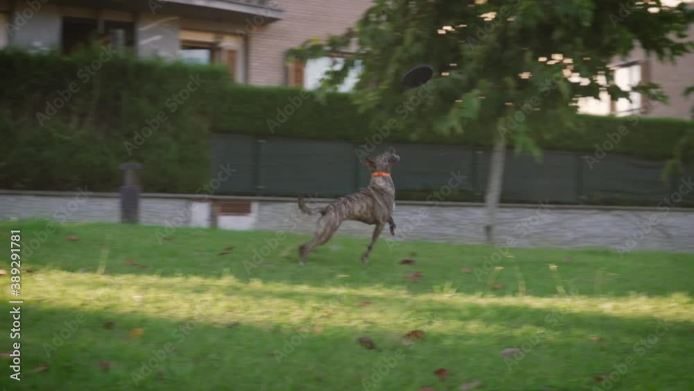 Jugando con el perro lanzando un disco Jugando con el perro lanzando un disco