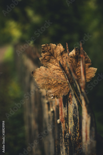 Brown autumn leave on the fence,  Ironbridge, England, Europe