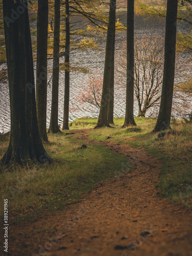 Path to the lake, autumn in the forest,  Derwent Reservoir, Peak District National Park, England, Europe