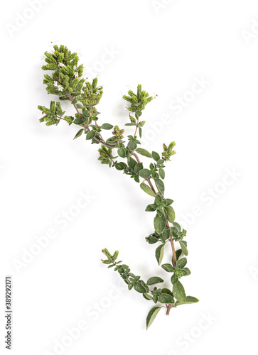 Branch of well scented oregano