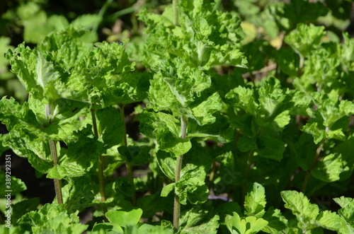 
Growing mint curly creates a fragrant atmosphere around.