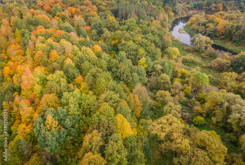 Aerial view of autumn colors in the forest with river crossing it