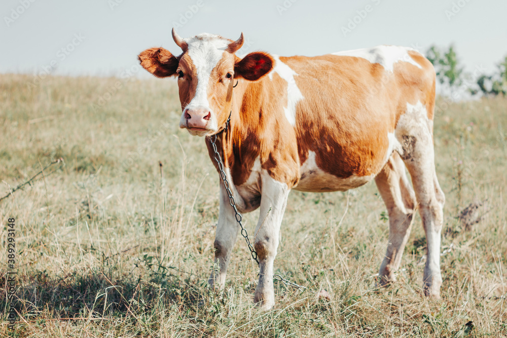 Portrait of a cute spotted cow in the field. Beautiful heifer looking into the frame. Graze a cattle. Livestock animal closeup. Symbol of the year 2021. Bull.