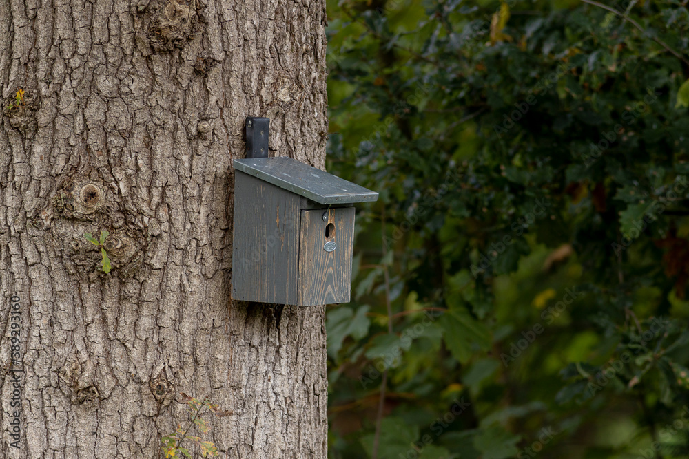 Textured bask of thick tree trunk with grey painted old wooden bird house and foliage in the background