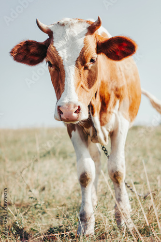 Portrait of a cute spotted cow in the field. Beautiful heifer looking into the frame. Graze a cattle. Livestock animal closeup. Symbol of the year 2021. Bull. Vertical image